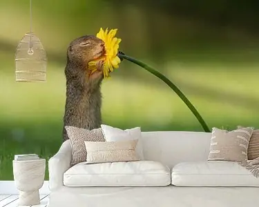 Eekhoorn ruikt aan bloem Szybka dostawa