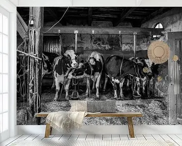 Nowość Koeien in oude koeienstal