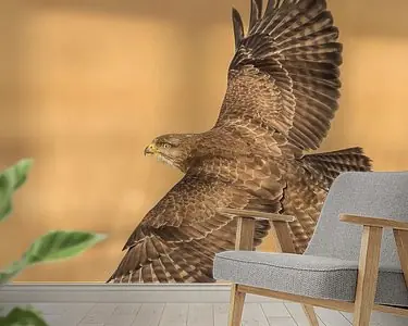 Ostatnia szansa Buizerd spreidt zijn vleugels