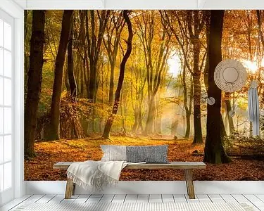 Zonlicht in het herfstbos Tani