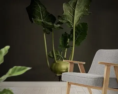 Seizoensgroenten - Koolrabi uit volle grond Oferta