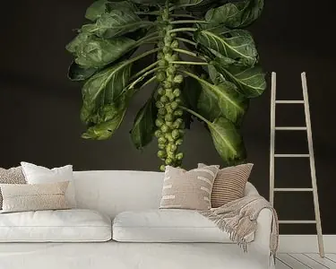 Seizoen groenten - Spruitjes uit volle grond Najlepsza cena