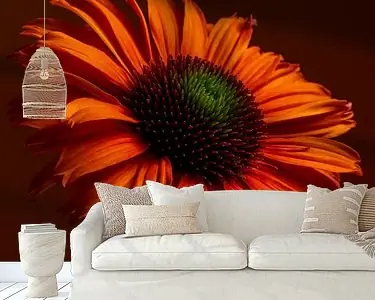 Oranje Echinacea in het licht: Warme herfstkleuren Kup teraz