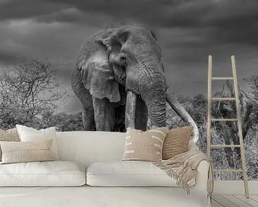 Meet "big tusker" Craig! Zwrot pieniędzy