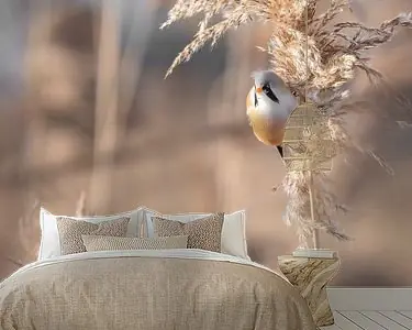 Baardmannetje op wuivende rietpluim in zacht licht Najlepsza cena