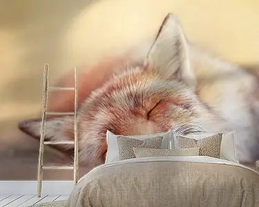 Ostatnia szansa Slapende vos