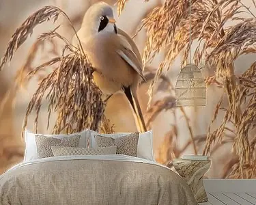 Baardmannetje op de uitkijk. Zamów teraz