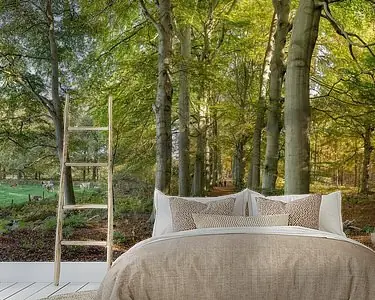 Autentyczny Boslaan in herfstkleuren, buitenplaats Land en Bosch, s-Graveland, , Noord-Holland