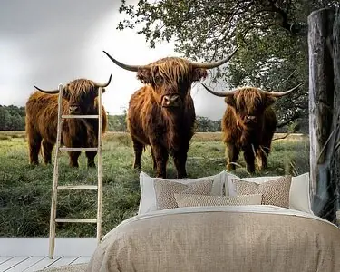 Schotse Hooglanders in Uffelte Promocja