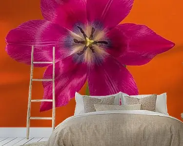 Wyprzedaż Eyecatcher Pop of Colour: Een open fuchsia kleurige tulp in oranje
