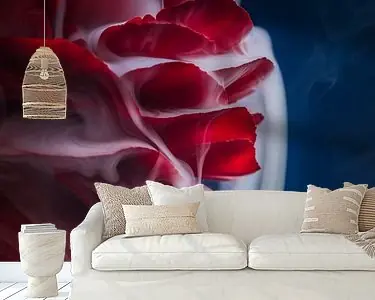 Rode Ranonkel met witte rook stromend over de fragiele blaadjes Ekspresowa dostawa