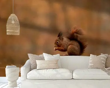 Eekhoorn 2 Oryginalny