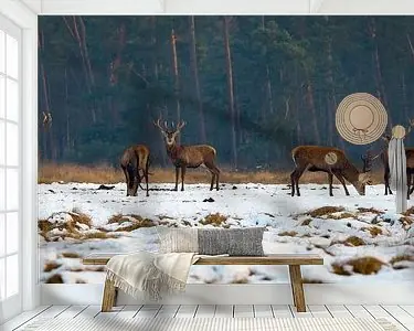 Edelherten in het Nationaal Park de Hoge Veluwe Ekspresowa dostawa