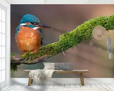 IJsvogel Ostatnia szansa