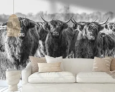 Schotse Hooglander familie Darmowa dostawa