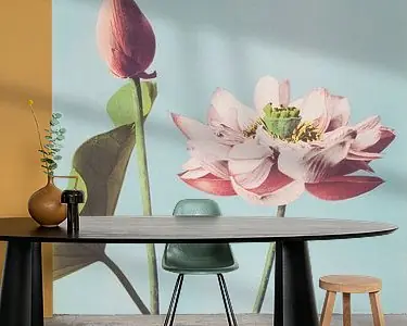 Lotus, Ogawa Kazumasa Popularny