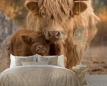 Schotse hooglander, moeder & kind Wyprzedaż