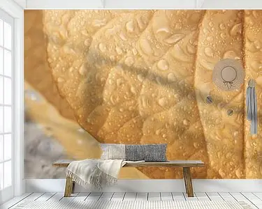 Druppels op een hortensiablaadje Kup teraz