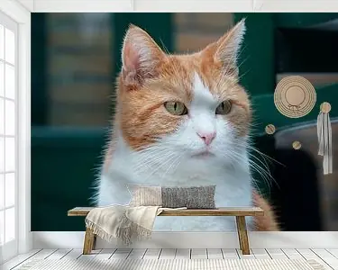 Rabat Kat met Vorstelijke Houding