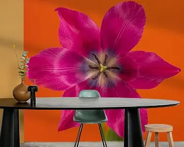 Zwrot pieniędzy Eyecatcher Pop of Colour in het vierkant: Een open fuchsia kleurige tulp in oranje