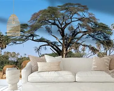 Darmowa dostawa Savanneolifant (Loxodonta africana) moeder en kalf lopend door het Samburu National Reserve