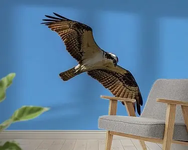 Jagende visarend. Kup teraz