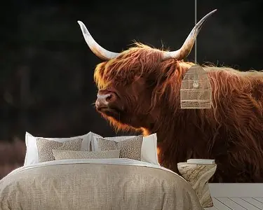 Schotse Hooglander in het Gouden Licht Popularny