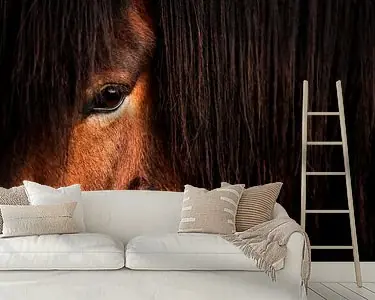 Paardenoog Achter Manen Diepe Zachtkracht in Focus Zamów teraz