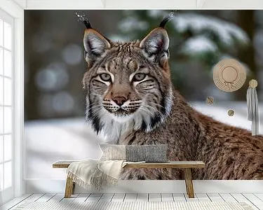 Bezpieczna płatność Majestueuze lynx in de sneeuw