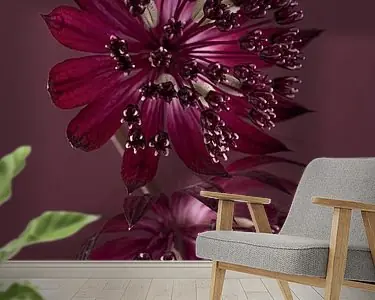 Paars Zeeuws knoopje (Astrantia Major) op een spiegelend oppervlak Oryginalny