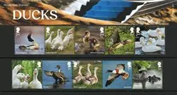 Wyprzedaż Engeland - Eenden - Presentatie pakket