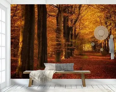 Ekspresowa dostawa Bomenlaan van beukenbomen in de herfst