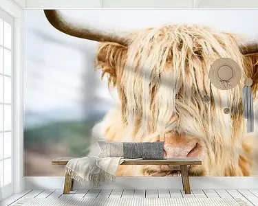 Szybka dostawa Portret van een Schotse Hooglander (gezien bij vtwonen)