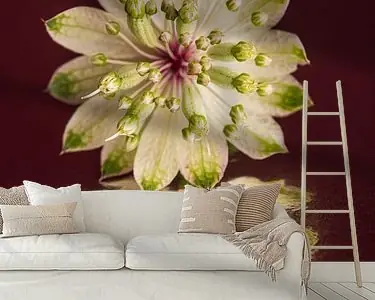 Rabat Abstracte reflectie: Een stilleven van een bloemetje van een Zeeuws Knoopje