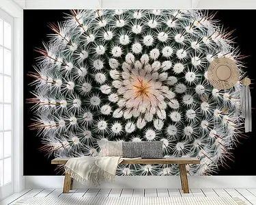 Notocactus scopa Promocja