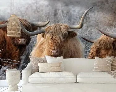 Oryginalny Schotse Hooglanders