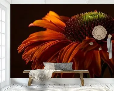 Warme kleuren: De dansende blaadjes van een Echinacea in het licht Kup teraz