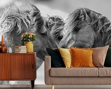 Wilde paarden in de Oostvaardersplassen Niska cena