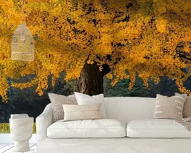 Nowość De oranje Boom