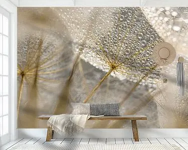 Promocja Waterdruppeltjes op de morgenster (Tragopogon)