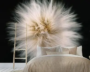 Mollis Darmowa dostawa