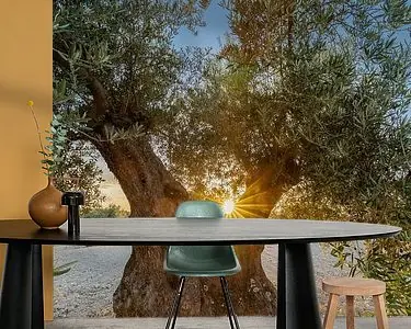 Szybka dostawa zonsondergang gezien tussen de olijfbomen met een doorkijk