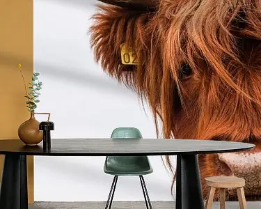 Tani Portret Schotse Hooglander vierkant