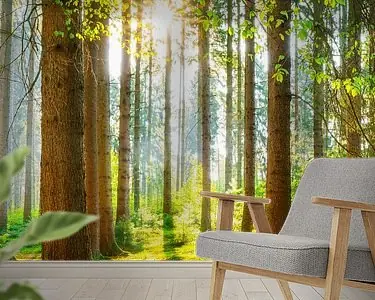 Tani Een ochtend in het bos met felle zonneschijn