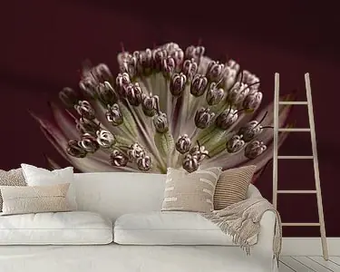 Zeeuws knoopje (Astrantia Major) in het licht Najlepsza cena