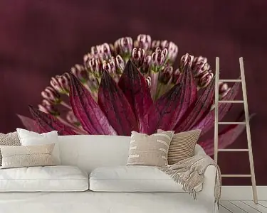 Zeeuws knoopje (Astrantia Major) met paarse - roze kleur gemêleerde achtergrond Rabat