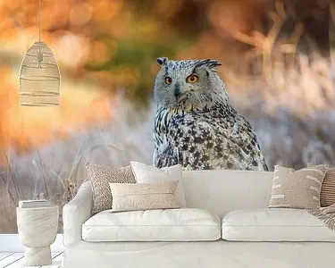 Najlepsza cena Oehoe zittend in het gras in een bos