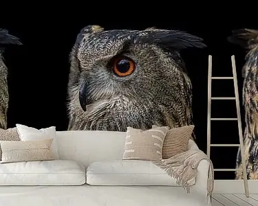 Panorama van een uil (Oehoe) : Even rondkijken! Zamów teraz