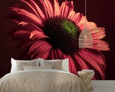 Rabat Een Echinacea (Zonnehoed) met zijn bloem in het licht