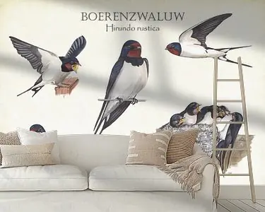 Het leven van de boerenzwaluw Najlepsza cena
